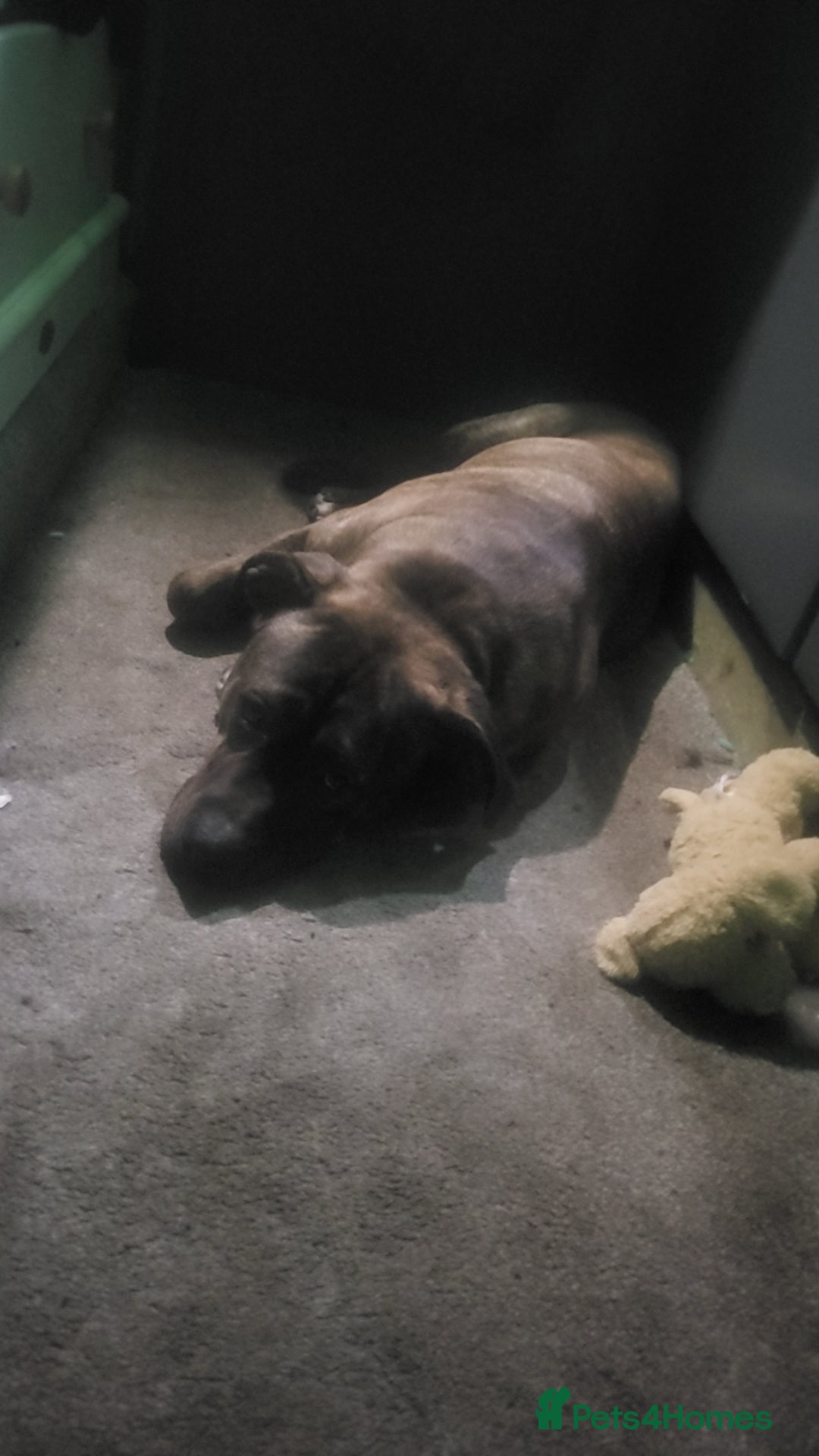 Mixed Breed dogs for sale: 8month old male - Image 4