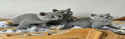 British Shorthair cats for sale: Beautiful British shorthair blue kittens NEUTERED - Advert 11