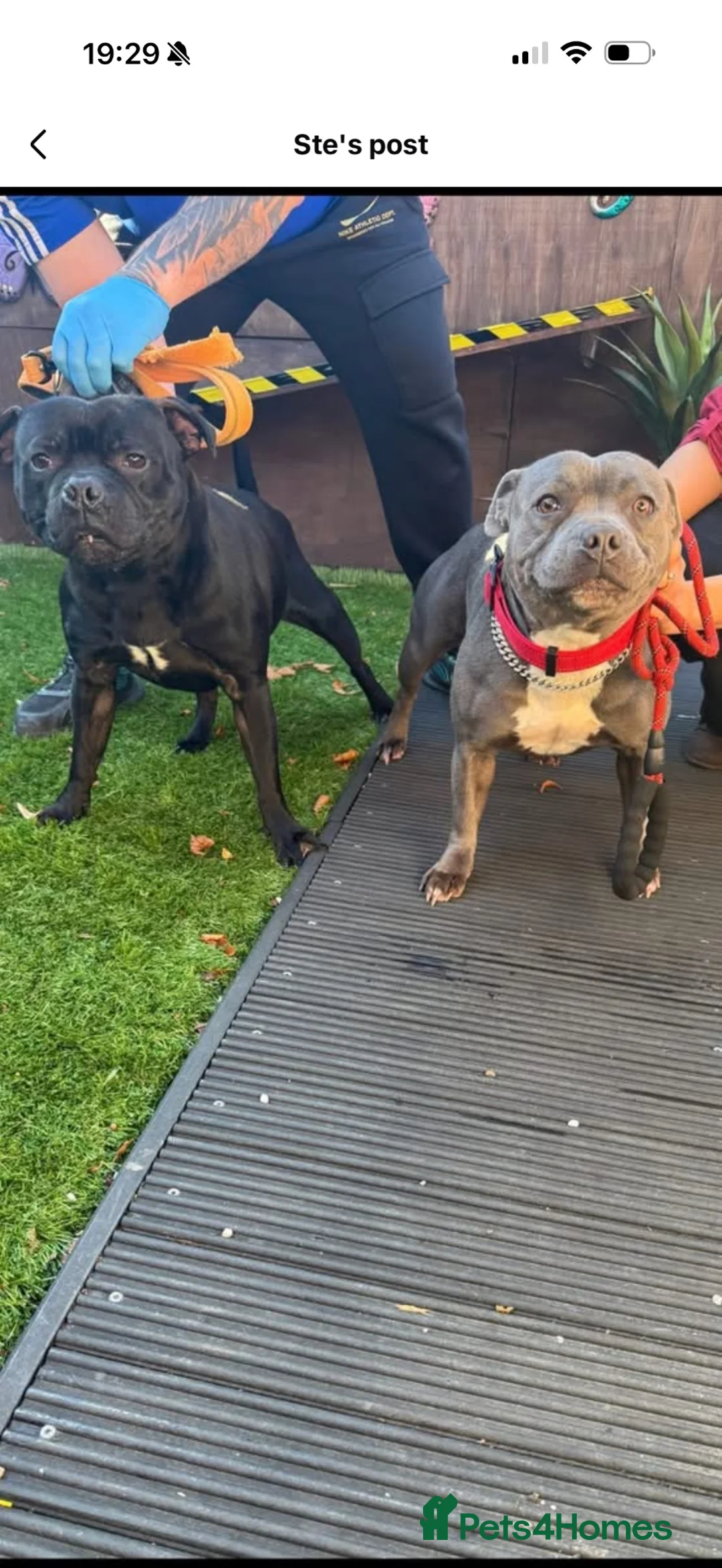 Staffordshire Bull Terrier dogs for sale: 9 month old Raven for sale - Advert 2
