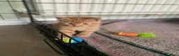 Mixed Breed cats for sale: Beautiful characterful kittens for sale. - Advert 7