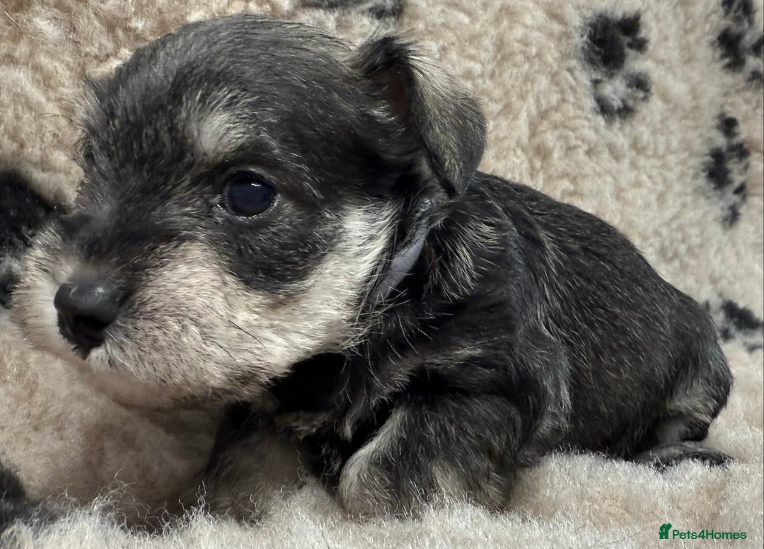 Miniature Schnauzer dogs for sale: Miniature schnauzers pups - Image 21