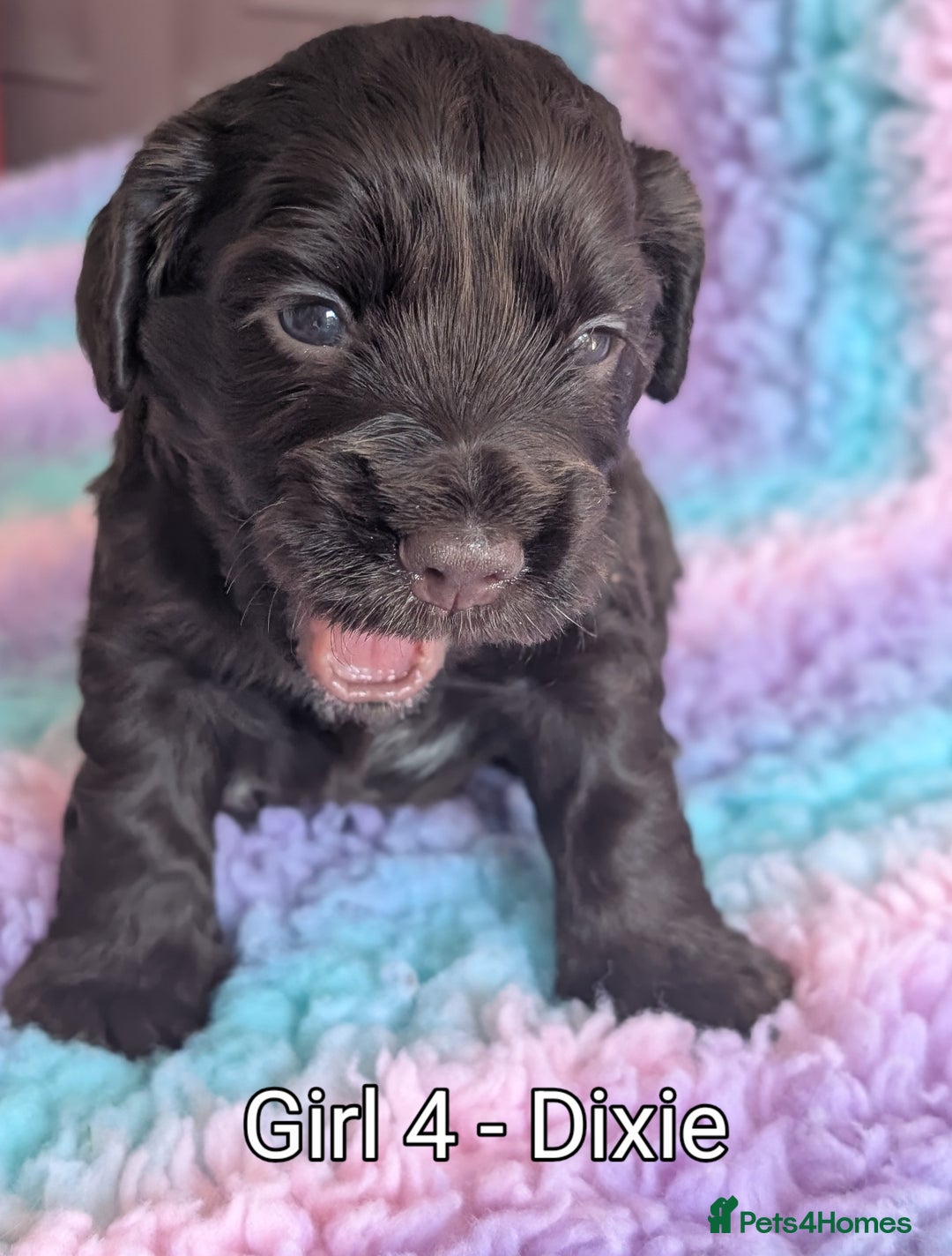 Cocker Spaniel dogs for sale: KC Registered Cocker Spaniel Puppies in Canterbury - Image 15