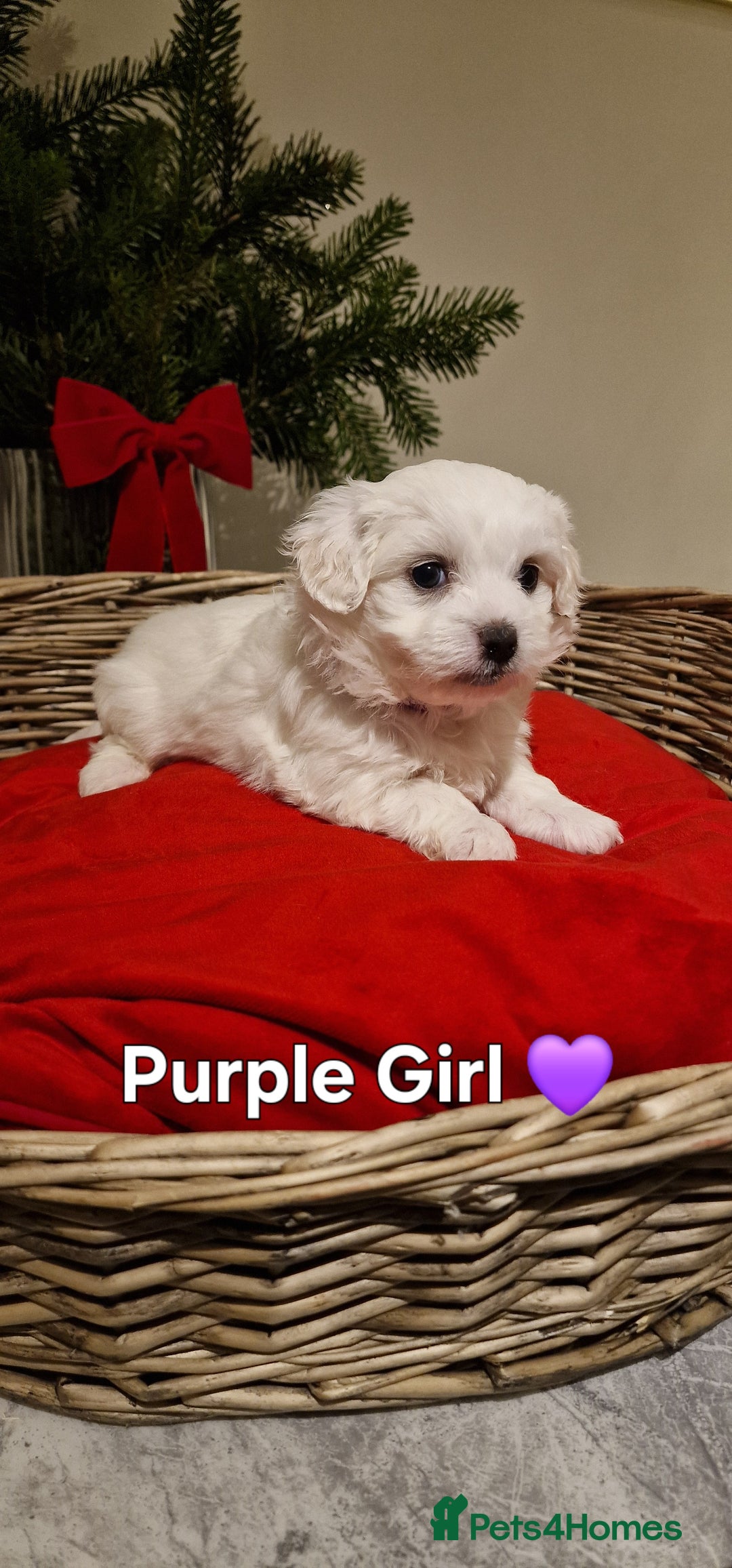 Maltese dogs for sale: 🐶🤍 Beautiful Maltese Girl Puppies 🤍🐶 - Advert 12