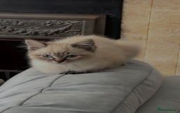 Ragdoll cats for sale: Male ragdoll kitten ASAP! - Image 1