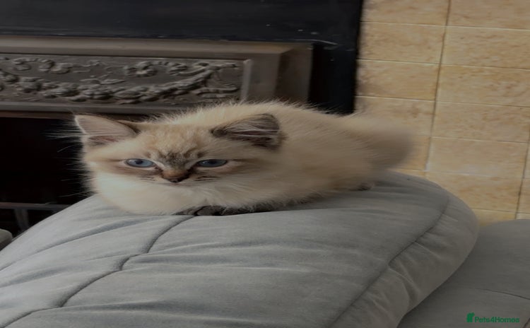 Ragdoll cats - Advert 8