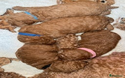 Cavapoo dogs for sale: Cavapoo puppies F1BB - Image 3