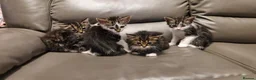 Mixed Breed cats for sale: 4 beautiful kittens  - Advert 9