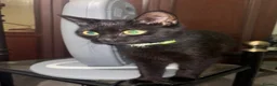 British Shorthair cats for sale: Black Kitten ( free)  - Advert 5