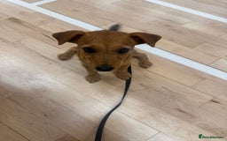 Patterjack dogs for sale: 8 Month Old girl seeking loving forever home - Image 7