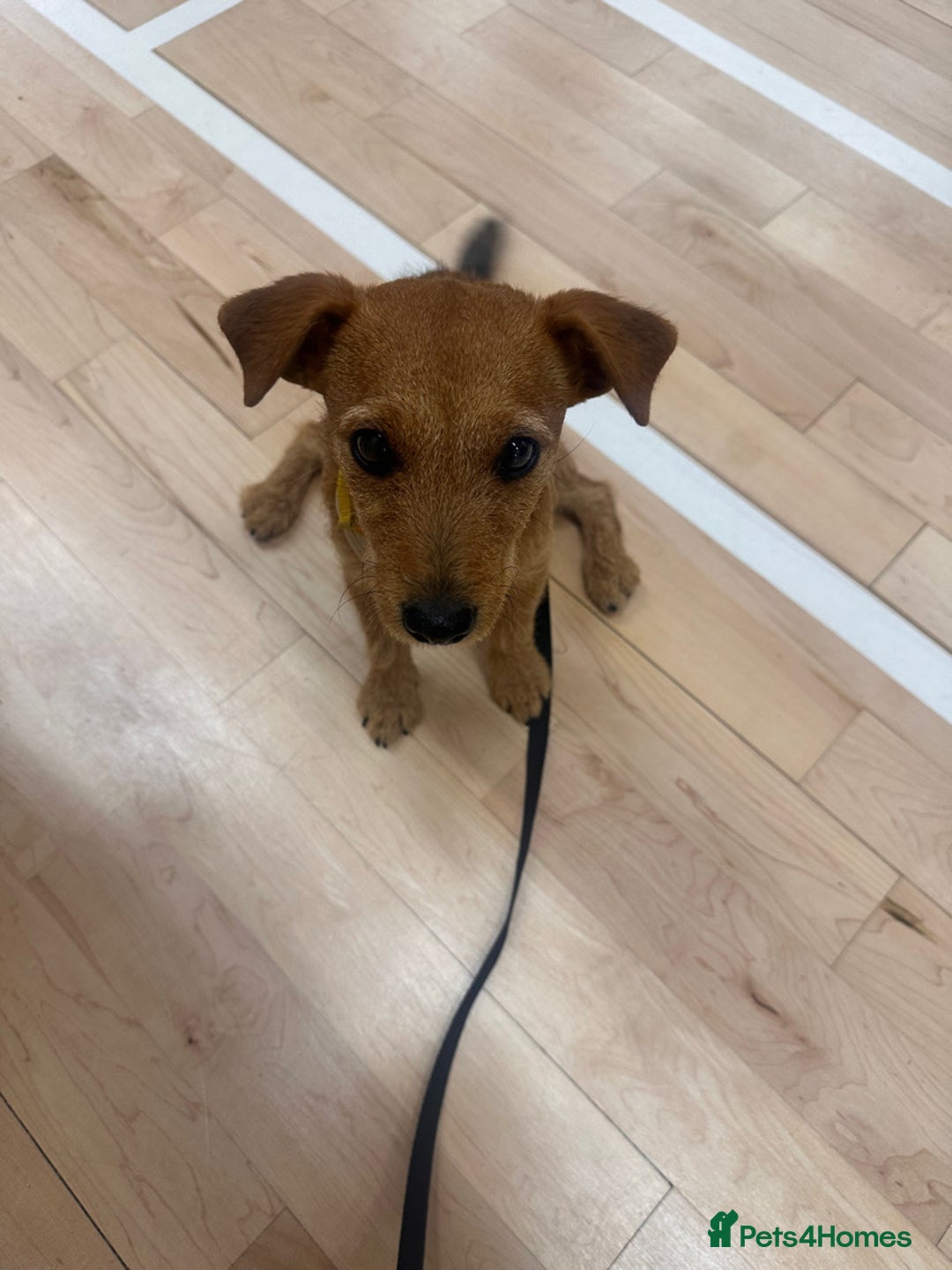 Patterjack dogs for sale: 8 Month Old girl seeking loving forever home - Image 7