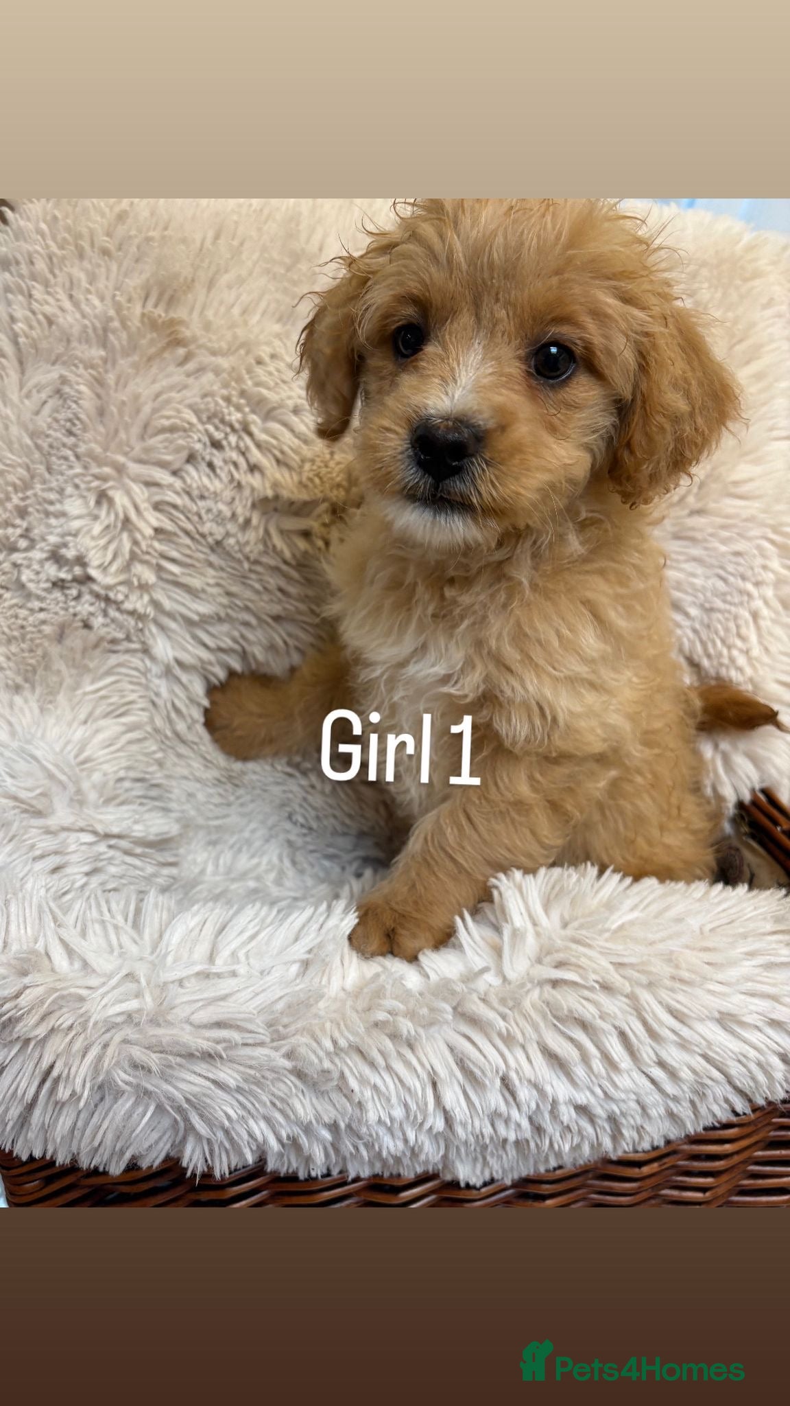 Mixed Breed dogs for sale: LAST 3 PUPS! Fluffy frenchies cross ready to leave - Advert 5