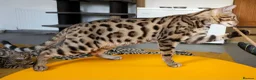 Bengal cats for sale: Striking Brown Rosetted Boy  - Advert 8