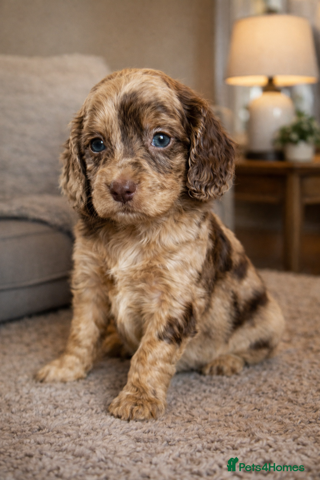 Cockapoo dogs Beautiful Merle Cockapoo puppies  - Advert 5