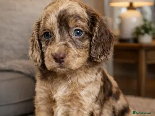 Cockapoo dogs Beautiful Merle Cockapoo puppies - Advert 5