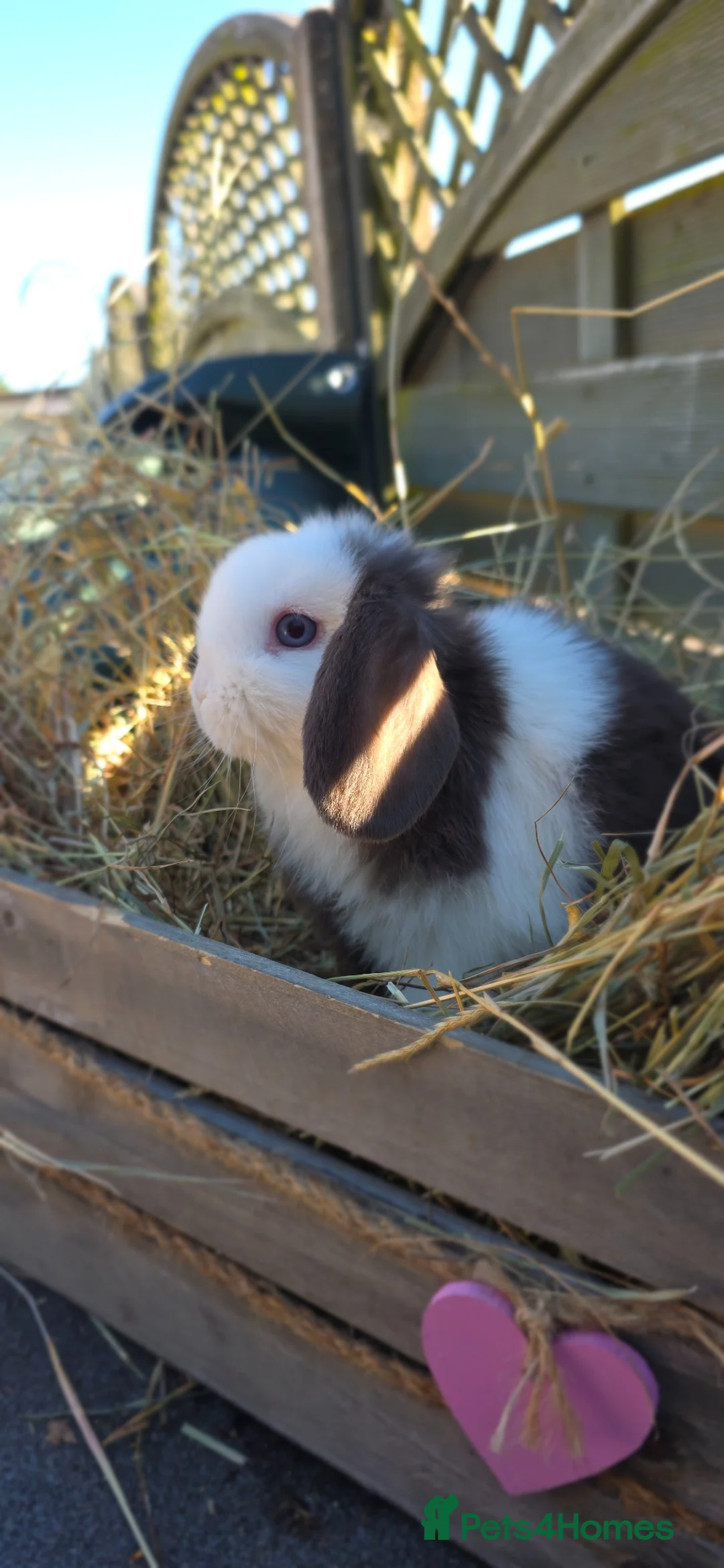 Mini Lop rabbits for sale: Minilop Babies  - Advert 1