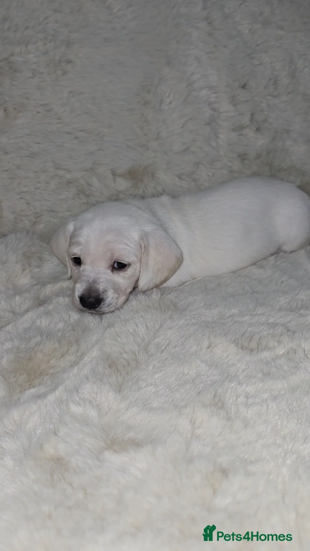 Miniature Dachshund dogs for sale: Miniature long and smooth haired dachshund  - Advert 2