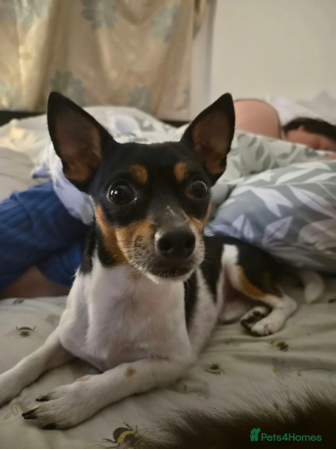 Jack Chi dogs for sale: Ryder  - Advert 2