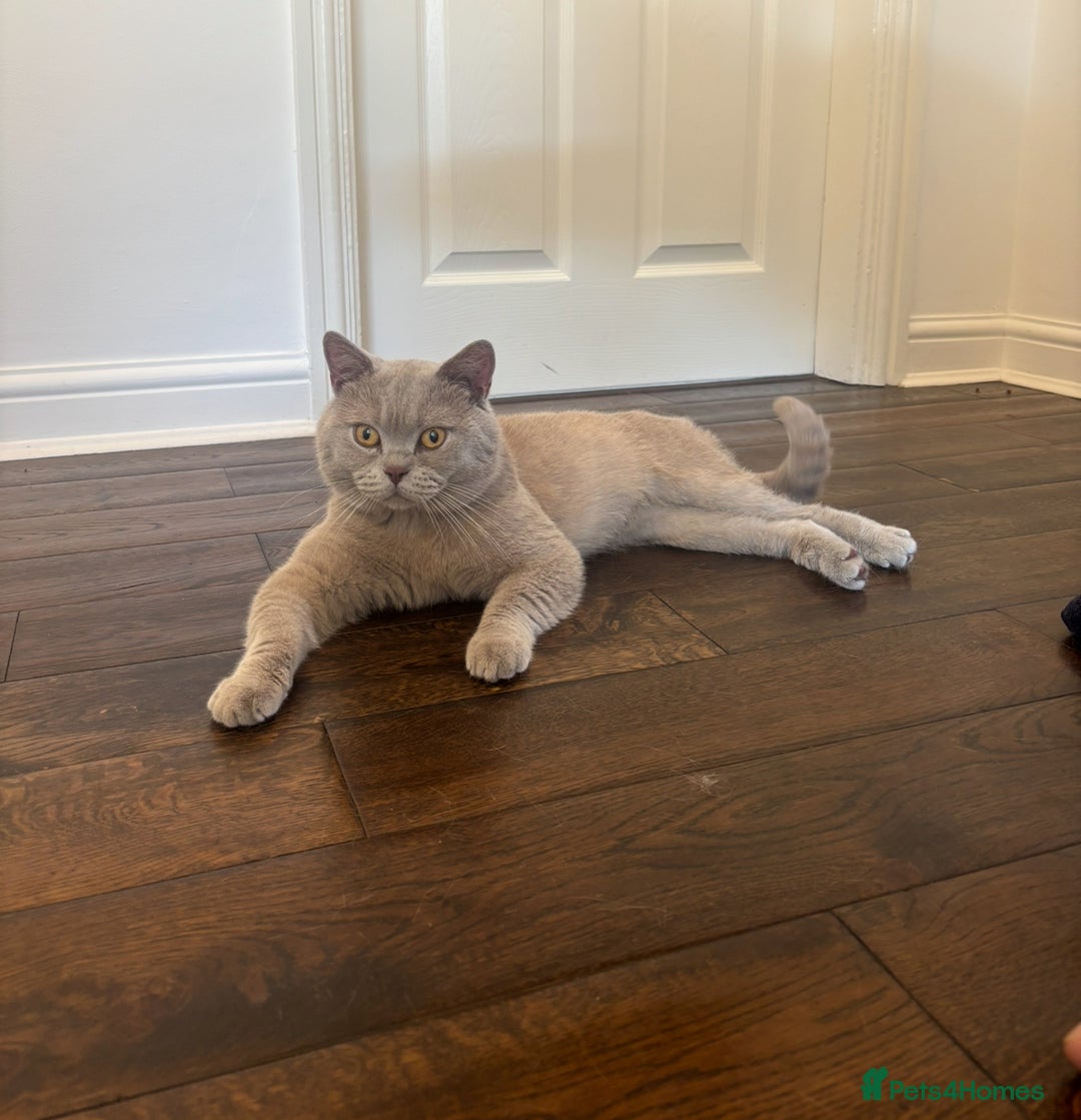 British Shorthair cats for sale: CHUNKY LILAC MALE BSH KITTEN  - Image 3