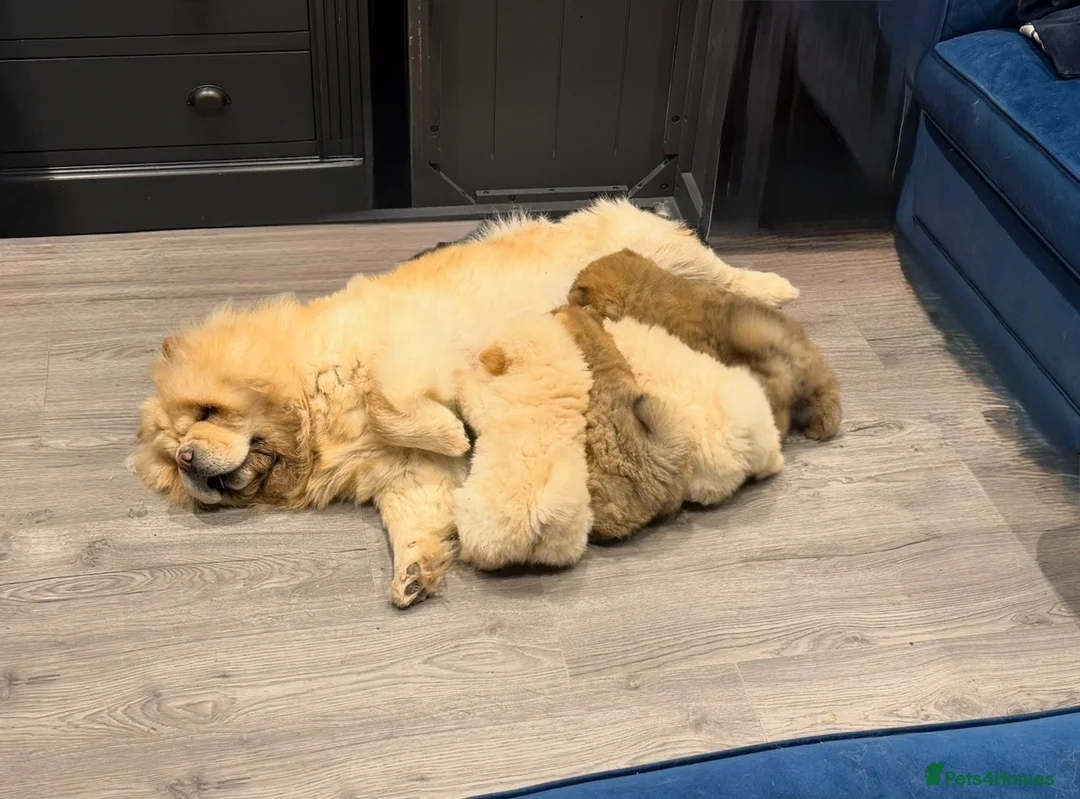 Chow Chow dogs for sale: Beautiful KC Registered Chow Chow Puppies  - Advert 1
