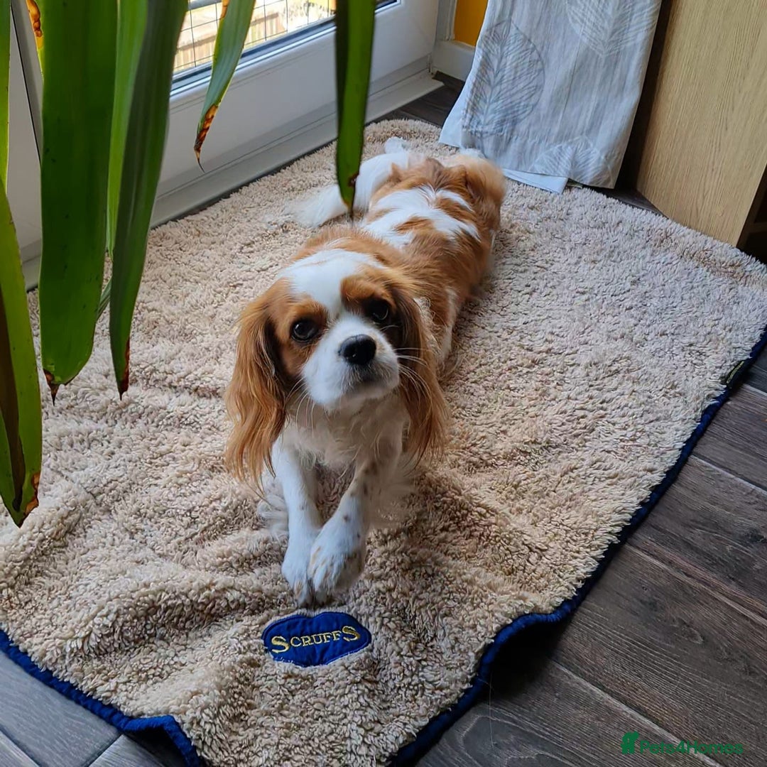 Cavalier King Charles Spaniel dogs for sale: Cavalier King Charles Spaniel 3 x puppies - Advert 5