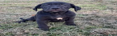 Mixed Breed 7