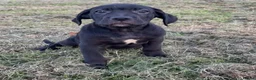 Mixed Breed dogs for sale: Cane Corso 75% x German Shepherd 25% - Advert 17