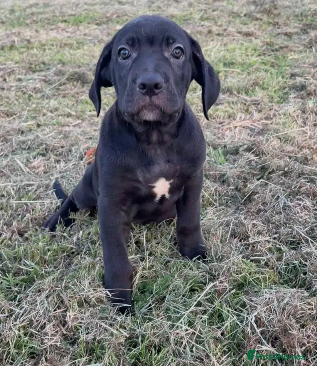 Mixed Breed dogs for sale: Cane Corso 75% x German Shepherd 25% - Advert 17