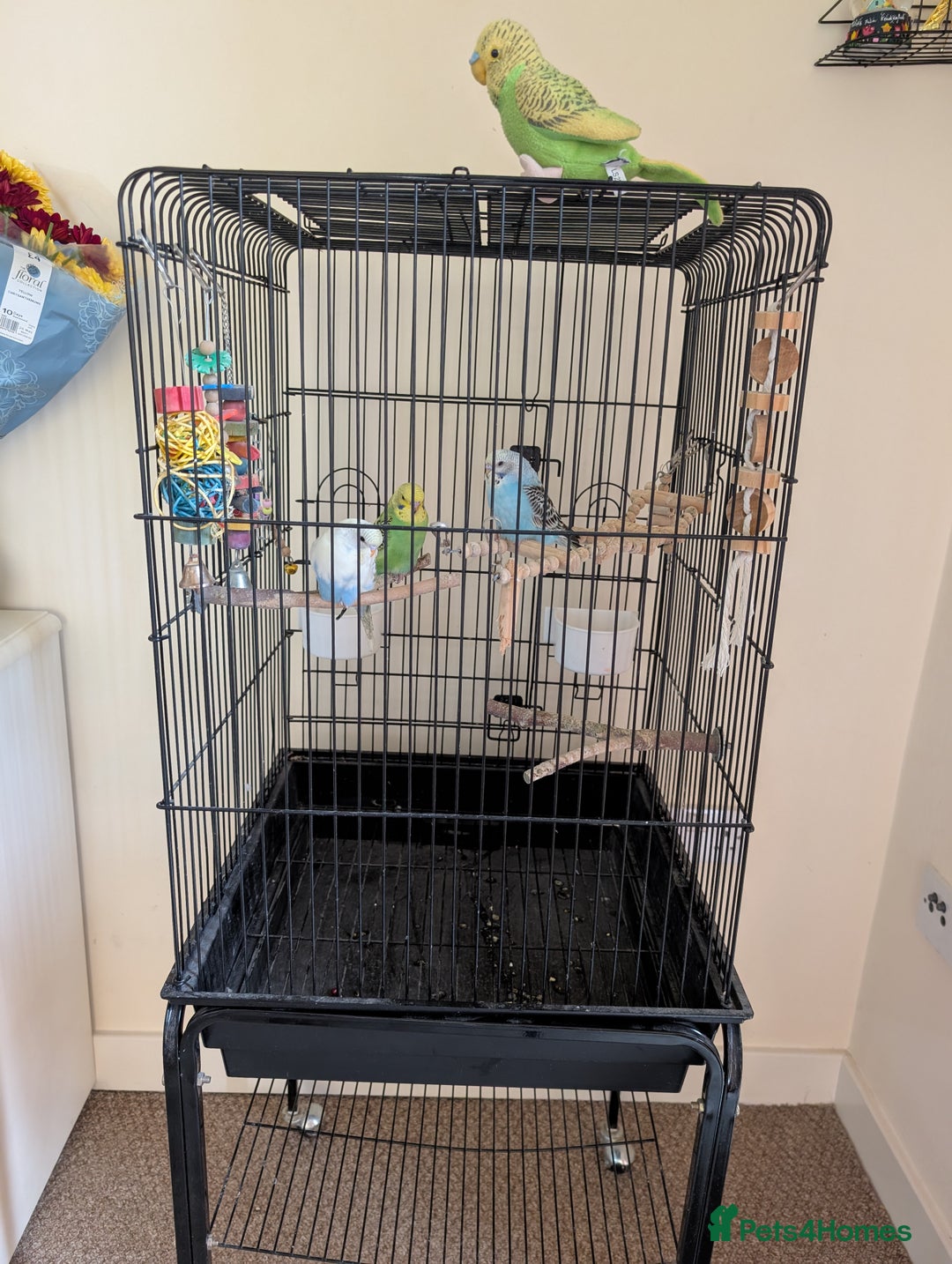 Budgerigars birds for sale: Parakeets  - Advert 4