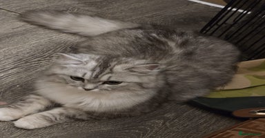 Persian cats - Advert 2