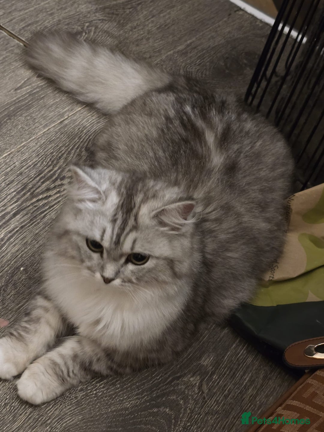 Persian cats for sale: Beautiful doll face persian - Image 2
