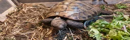Hermann Tortoise reptiles for sale: 40 year old male hermanns tortoise  - Advert 2