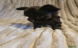 Yorkshire Terrier dogs for sale: SmaltypeYorkshire terrier Chocolate/black IHR.e.V  - Image 23