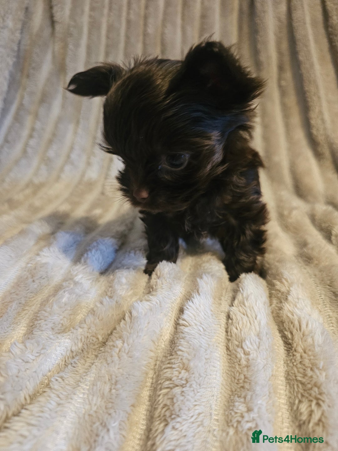 Yorkshire Terrier dogs for sale: SmaltypeYorkshire terrier Chocolate/black IHR.e.V  - Image 23