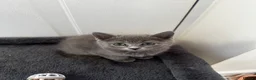 British Shorthair cats for sale: British Shorthair Kittens  - Advert 4