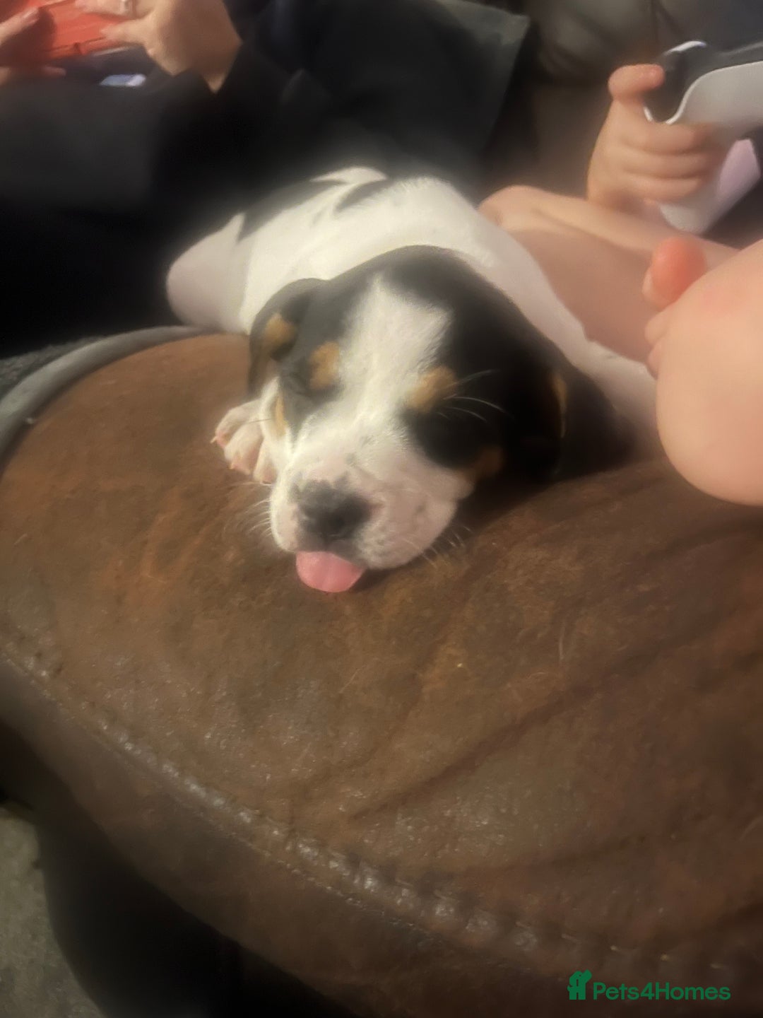 Mixed Breed dogs for sale: French Bulldog Cross Puppies - Advert 4