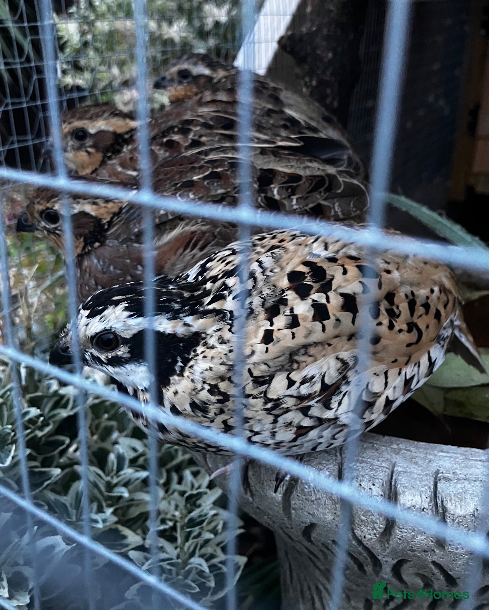 Quail poultry X5 Bob Whites Quails - Advert 2