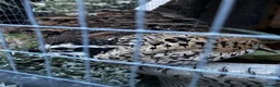 Quail poultry for sale: X5 Bob Whites Quails - Advert 2