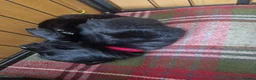 German Shepherd dogs for sale: Beautiful german shepherd puppies for sale  - Advert 3