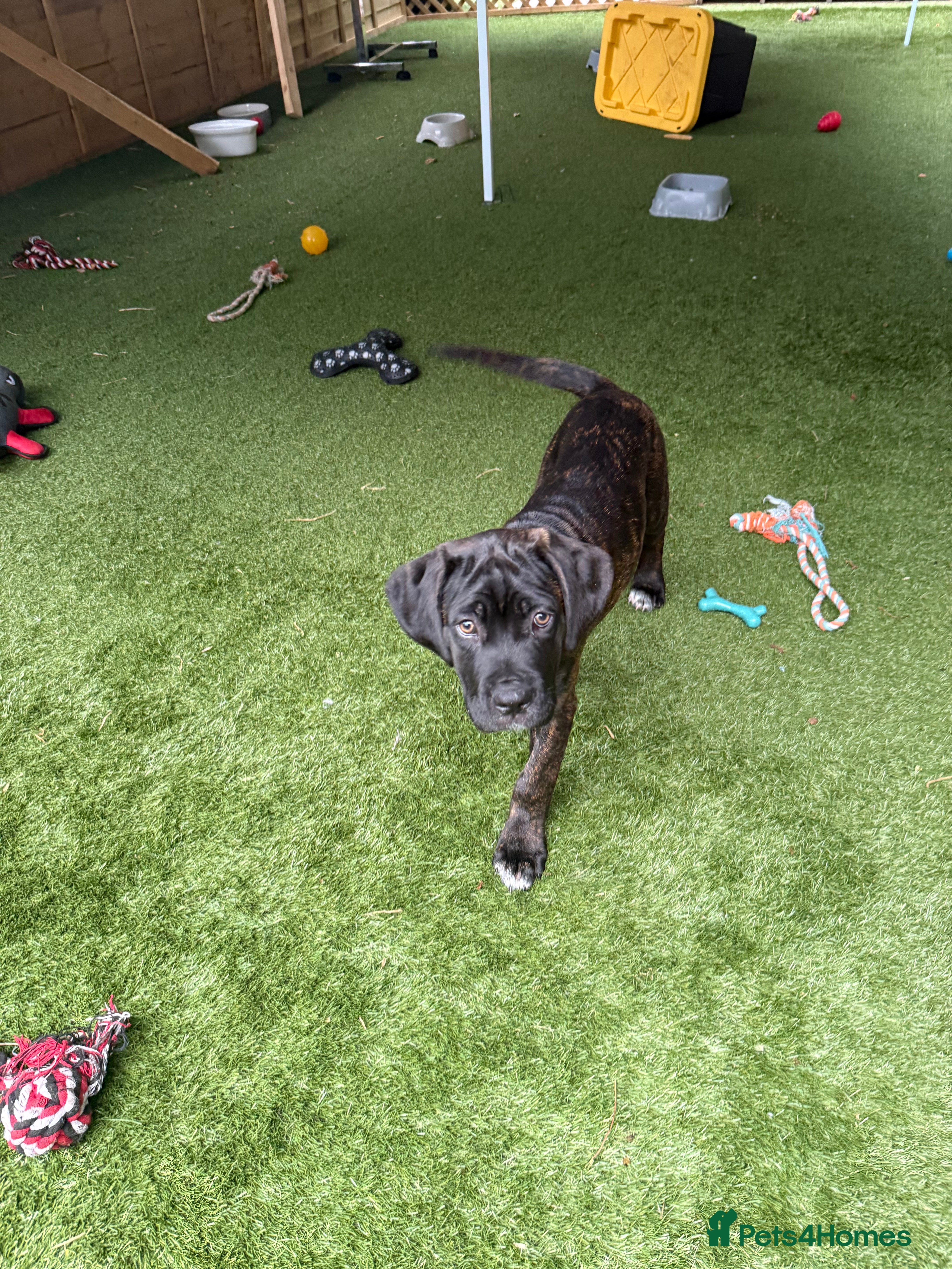 Cane Corso dogs Cane corso puppies - Advert 2
