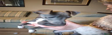 Italian Greyhound Puppy 7