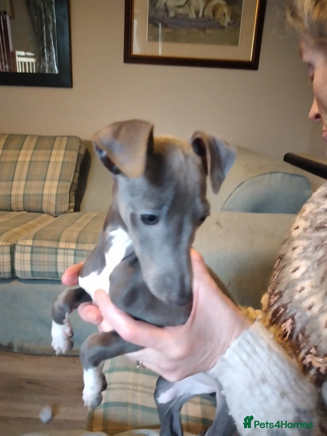 Italian Greyhound dogs for sale: Beautiful KC registered Italian greyhound puppies - Advert 19