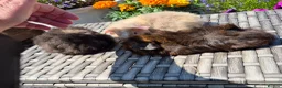 Guinea Pig rodents for sale: Beautiful Baby Guinea Pigs Funky Teddy Alpaca X - Advert 2