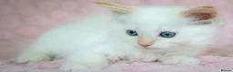 Ragdoll cats for sale: Stunning Ragdolls Reserve Now. - Advert 13