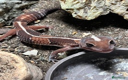 Gecko reptiles for sale: African fat tail gecko  - Image 2