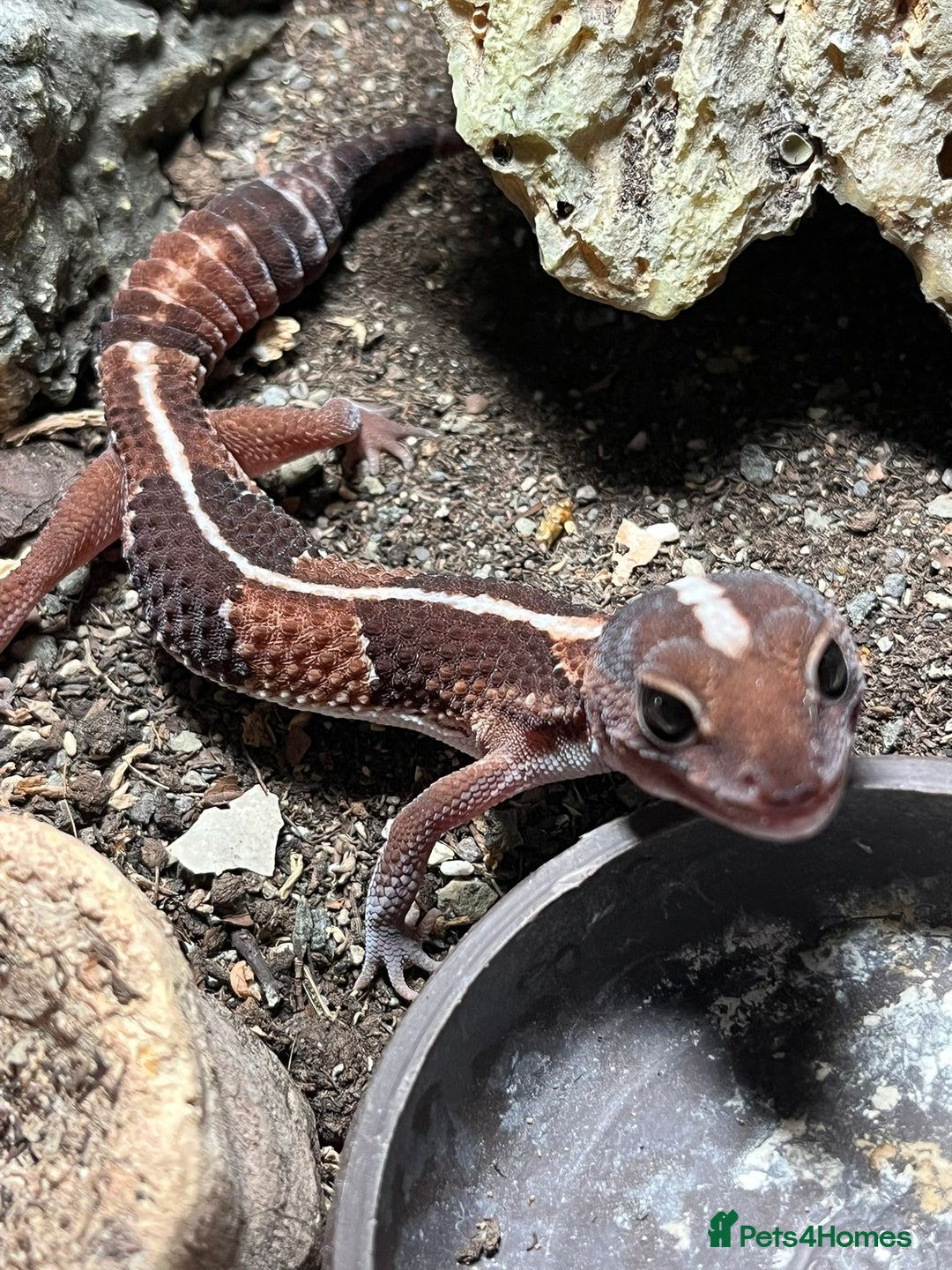 Gecko reptiles for sale: African fat tail gecko  - Image 2