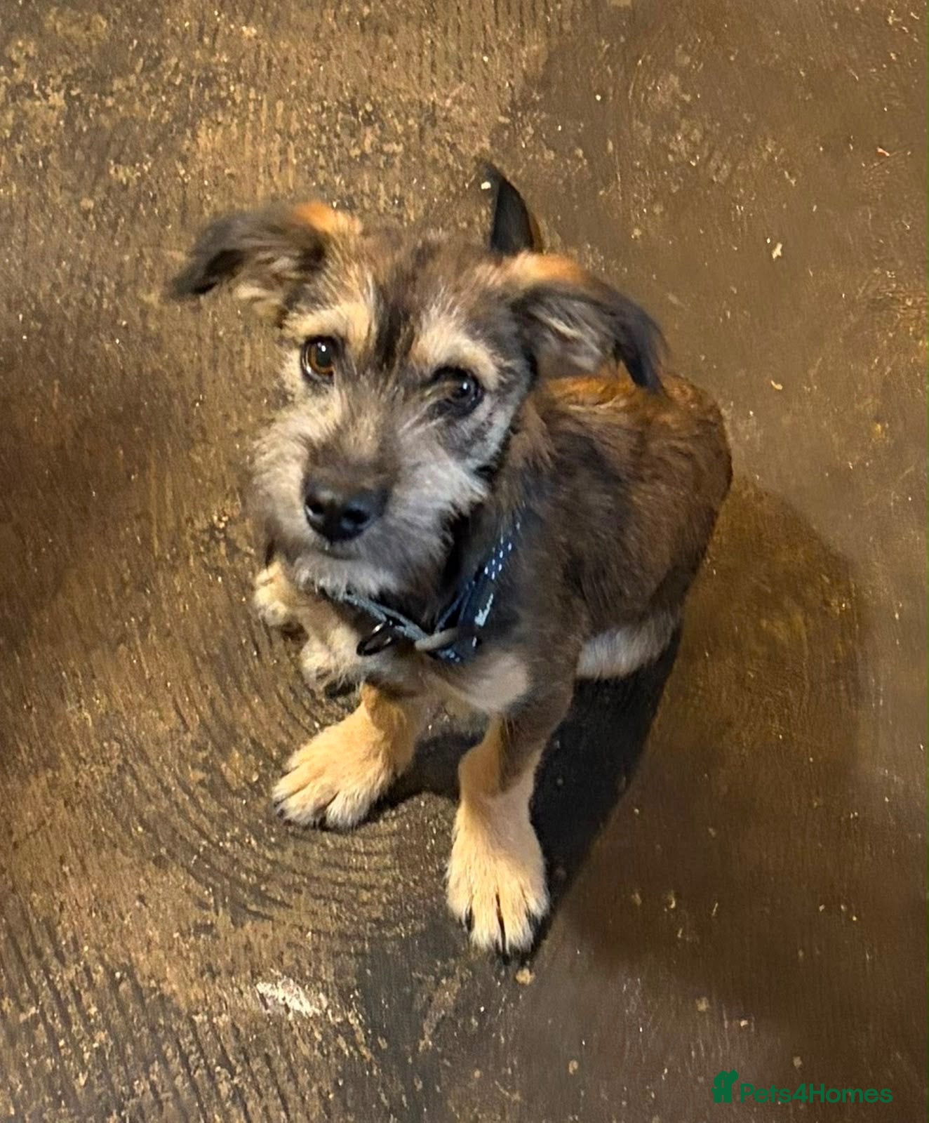 Mixed Breed dogs Brino 💙 - Advert 2