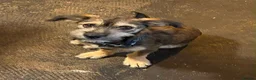 Mixed Breed dogs for adoption: Brino 💙 in Bury Saint Edmunds - Advert 1