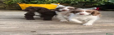 Sproodle 2 - FEMALE