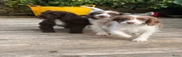 Sproodle dogs for sale: *LAST 2* Outstanding Rare F1 Sproodle’s  - Advert 9