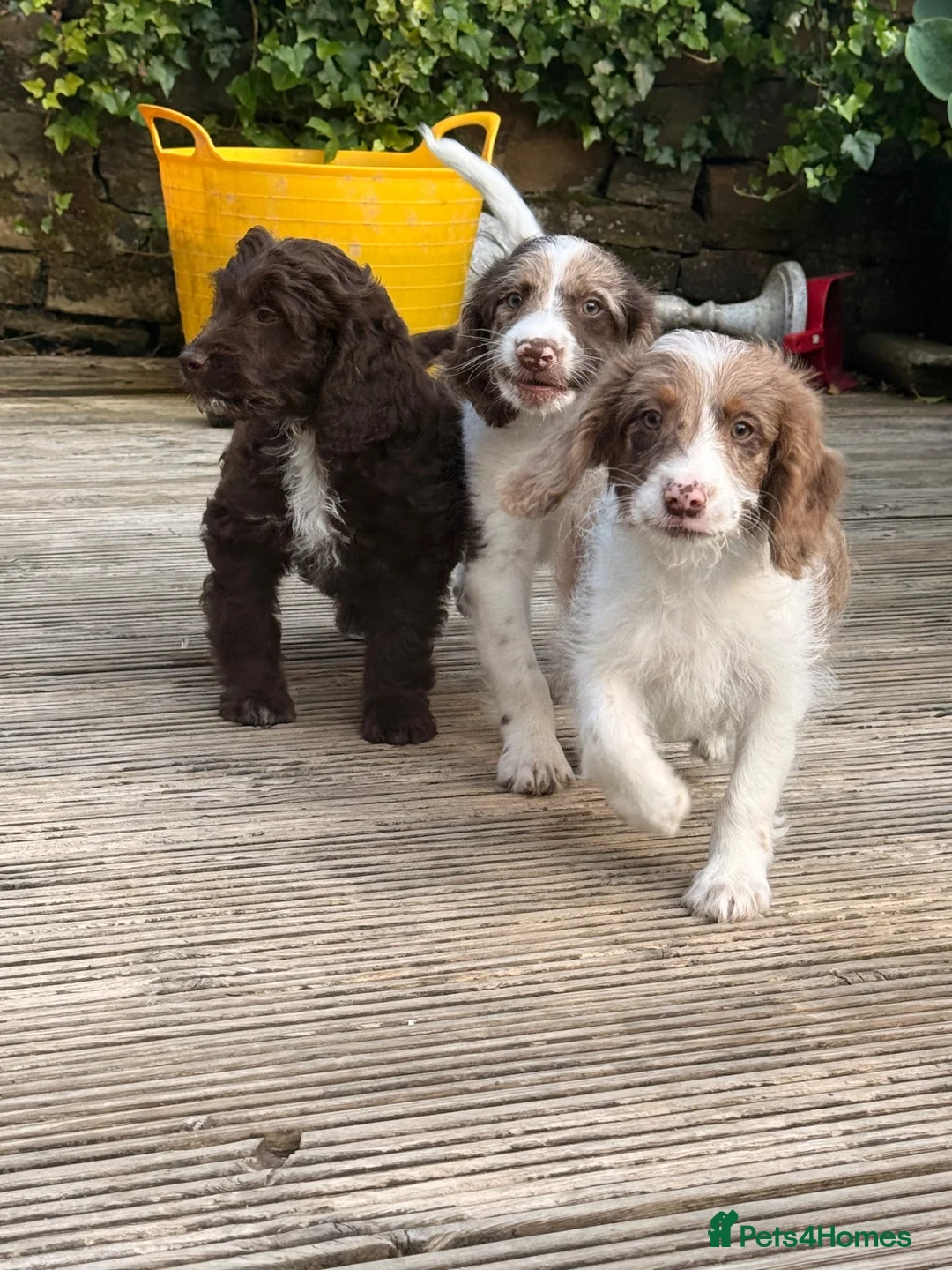 Sproodle dogs for sale: *LAST 2* Outstanding Rare F1 Sproodle’s  - Advert 9